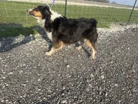 Lucy, a female Miniature Australian Shepherd for sale in Mathis, TX – Photo 8 of 8