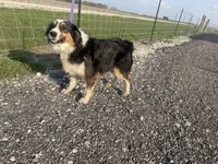 Lucy, a female Miniature Australian Shepherd for sale in Mathis, TX – Photo 6 of 8