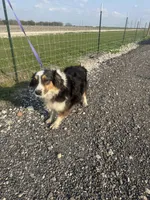 Lucy, a female Miniature Australian Shepherd for sale in Mathis, TX – Photo 3 of 8