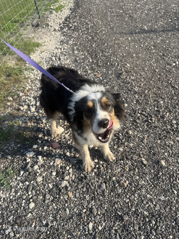 Lucy – Miniature Australian Shepherd puppy for sale in Mathis, TX