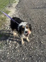 Lucy, a female Miniature Australian Shepherd for sale in Mathis, TX – Photo 1 of 8