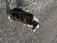 Lucy, a female Miniature Australian Shepherd for sale in Mathis, TX – Photo 5 of 8