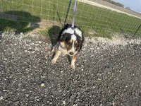Lucy, a female Miniature Australian Shepherd for sale in Mathis, TX – Photo 7 of 8