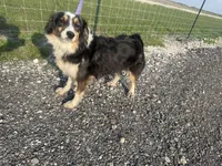 Lucy, a female Miniature Australian Shepherd for sale in Mathis, TX – Photo 4 of 8