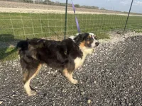 Lucy, a female Miniature Australian Shepherd for sale in Mathis, TX – Photo 2 of 8