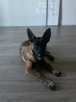 Plaga, a male Belgian Malinois for sale in Mesa, AZ – 2 of 4