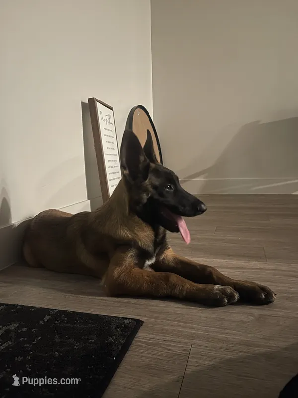 Plaga – Belgian Malinois puppy for sale in Mesa, AZ