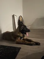 Plaga, a male Belgian Malinois for sale in Mesa, AZ – 1 of 4