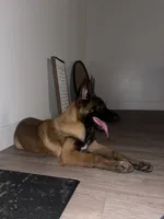 Plaga, a male Belgian Malinois for sale in Mesa, AZ – 4 of 4