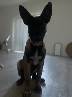 Plaga, a male Belgian Malinois for sale in Mesa, AZ – 3 of 4