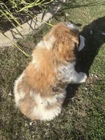 No name , a male Great Pyrenees and Saint Bernard for sale in McFarland, CA – 4 of 4
