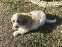 No name , a male Great Pyrenees and Saint Bernard for sale in McFarland, CA – 4 of 4