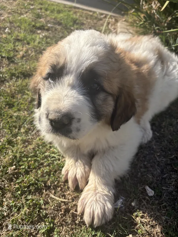 No name  – Great Pyrenees, Saint Bernard puppy for sale in McFarland, CA