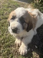 No name , a male Great Pyrenees and Saint Bernard for sale in McFarland, CA – 1 of 4