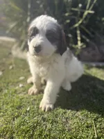 No name , a male Great Pyrenees and Saint Bernard for sale in McFarland, CA – 2 of 3
