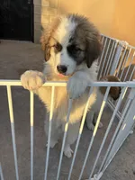 Unknown , a female Great Pyrenees and Saint Bernard for sale in McFarland, CA – 4 of 4