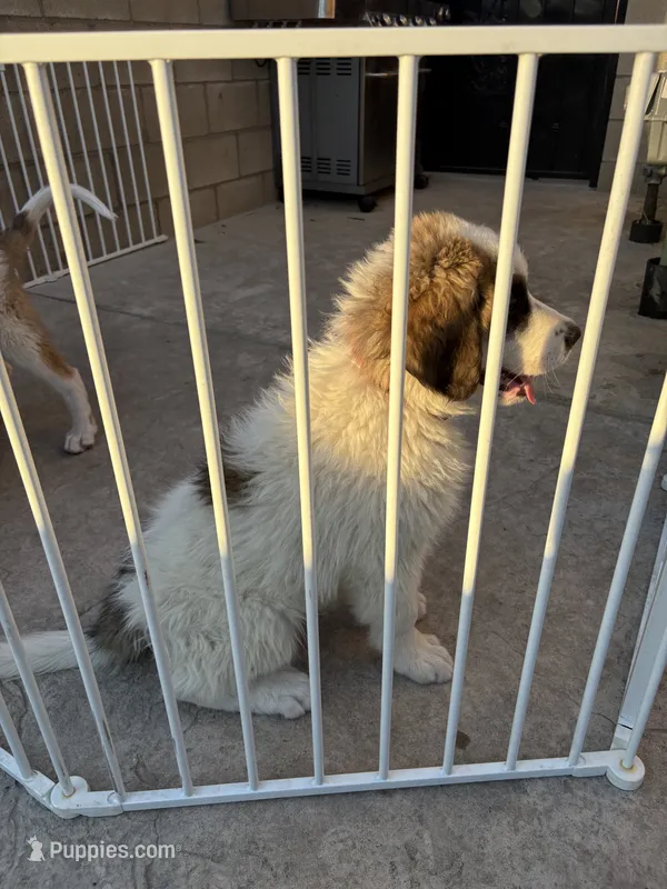 Unknown  – Great Pyrenees, Saint Bernard puppy for sale in McFarland, CA