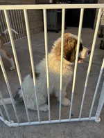 Unknown , a female Great Pyrenees and Saint Bernard for sale in McFarland, CA – 1 of 4