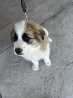 Unknown, a male Great Pyrenees and Saint Bernard for sale in McFarland, CA – 3 of 3