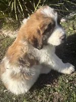 No name , a male Great Pyrenees and Saint Bernard for sale in McFarland, CA – 3 of 4