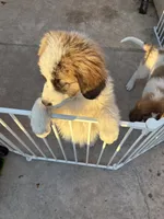 Unknown , a female Great Pyrenees and Saint Bernard for sale in McFarland, CA – 2 of 4