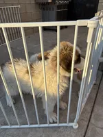Unknown , a female Great Pyrenees and Saint Bernard for sale in McFarland, CA – 3 of 4