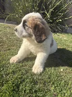 No name , a male Great Pyrenees and Saint Bernard for sale in McFarland, CA – 2 of 4