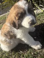 No name , a male Great Pyrenees and Saint Bernard for sale in McFarland, CA – 2 of 4