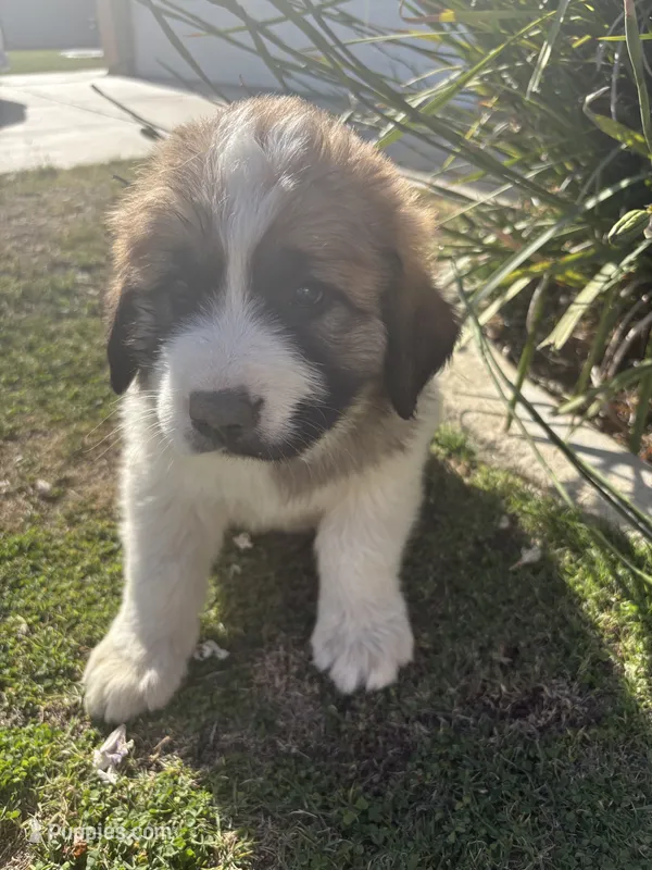 No name  – Great Pyrenees, Saint Bernard puppy for sale in McFarland, CA
