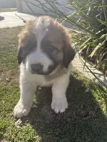 No name , a male Great Pyrenees and Saint Bernard for sale in McFarland, CA – 1 of 4