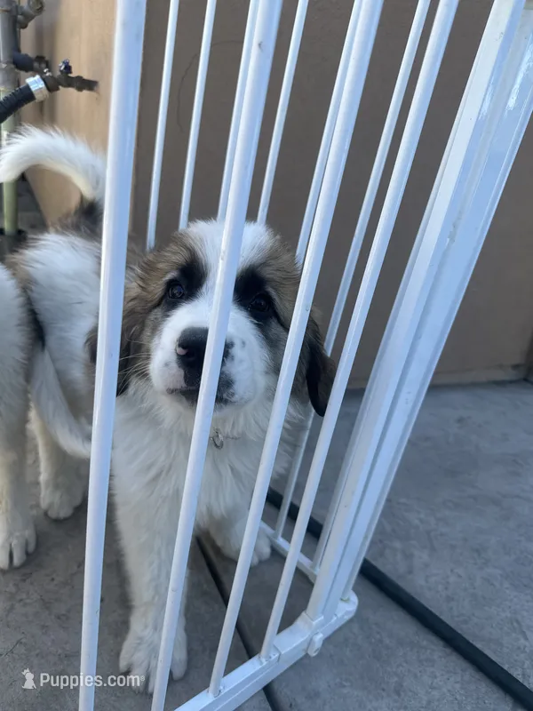 Unknown – Great Pyrenees, Saint Bernard puppy for sale in McFarland, CA