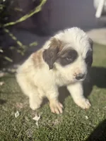 No name , a male Great Pyrenees and Saint Bernard for sale in McFarland, CA – 3 of 3