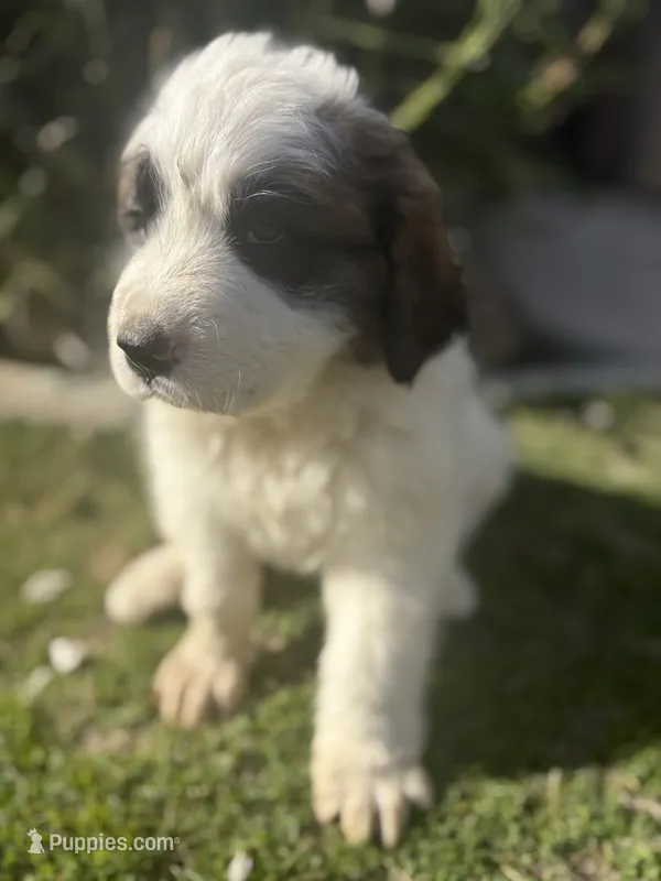 No name  – Great Pyrenees, Saint Bernard puppy for sale in McFarland, CA