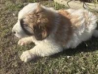 No name , a male Great Pyrenees and Saint Bernard for sale in McFarland, CA – 3 of 4