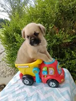 Ken, a male Pugapoo for sale in Goshen, IN – 5 of 5