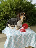 Jackson , a male Miniature Dachshund for sale in Goshen, IN – 5 of 5