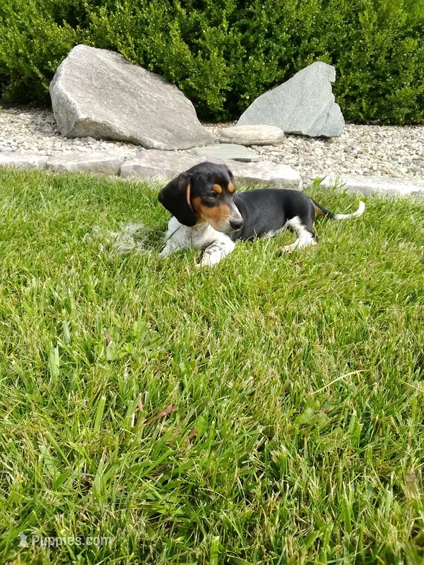 Jackson  – Miniature Dachshund puppy for sale in Goshen, IN