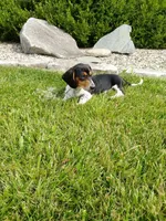 Jackson , a male Miniature Dachshund for sale in Goshen, IN – 1 of 5