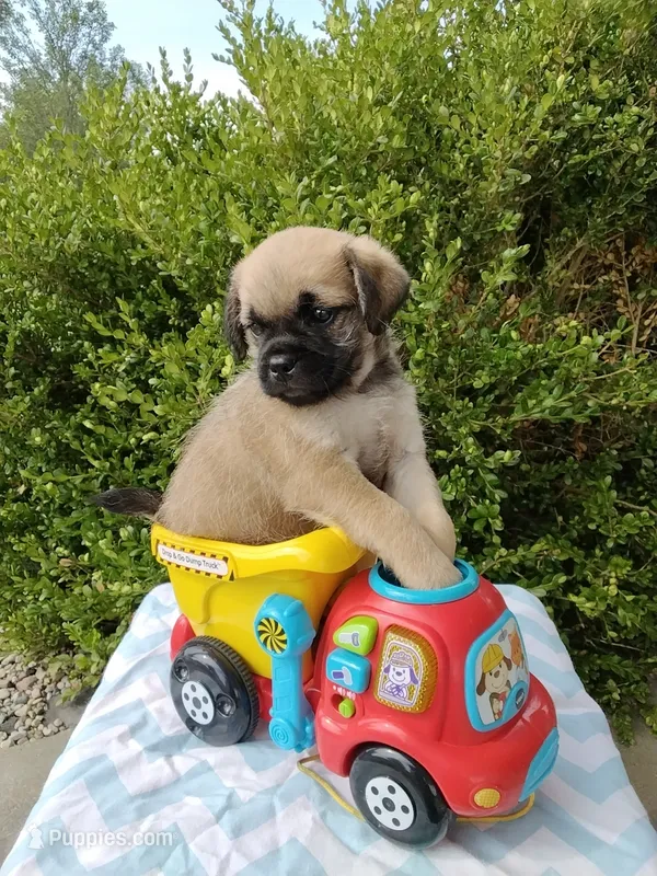Kipp – Pugapoo puppy for sale in Goshen, IN