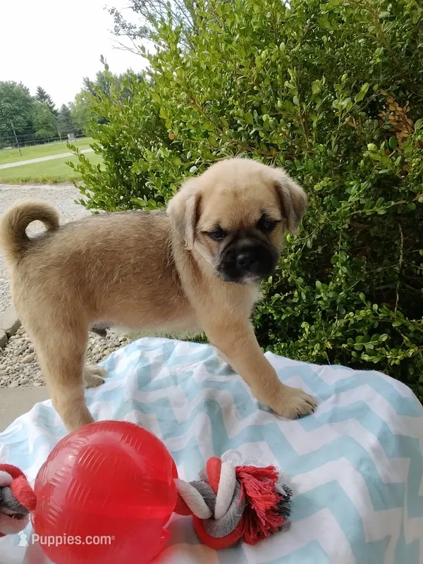 Ken – Pugapoo puppy for sale in Goshen, IN