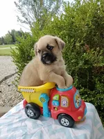 Ken, a male Pugapoo for sale in Goshen, IN – 3 of 5