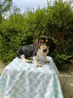 Jackson , a male Miniature Dachshund for sale in Goshen, IN – 3 of 5