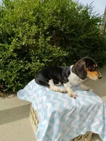 Jackson , a male Miniature Dachshund for sale in Goshen, IN – 4 of 5
