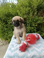 Kipp, a male Pugapoo for sale in Goshen, IN – 4 of 4