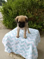 Kipp, a male Pugapoo for sale in Goshen, IN – 3 of 4