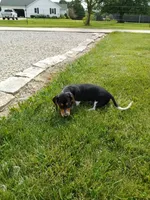 Jackson , a male Miniature Dachshund for sale in Goshen, IN – 2 of 5