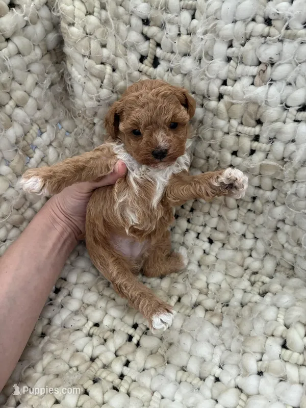 No name yet  – Poodle - Toy  puppy for sale in Ozark, MO