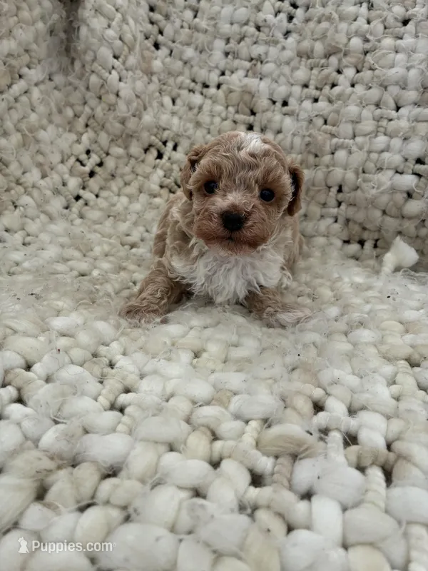 No name yet  – Poodle - Multi-Colored Standard puppy for sale in Ozark, MO