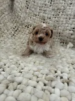 No name yet , a female Poodle - Multi-Colored Standard for sale in Ozark, MO – 1 of 1