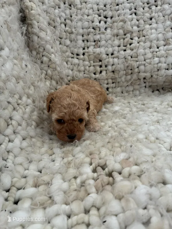 No name yet  – Poodle - Miniature  puppy for sale in Ozark, MO